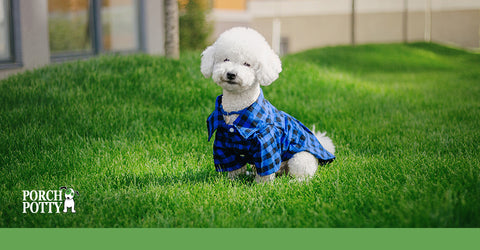 A poodle puppy in a blue flannel shirt