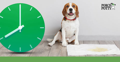 A beagle sits beside a wet puppy pad