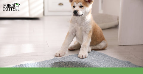 A puppy sits beside a wet spot on a rug