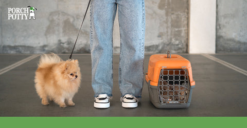 A Pomeranian puppy on a leash and an orange and gray plastic crate