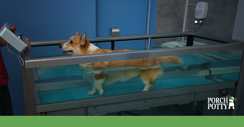 Walking may not be an option for dogs with arthritis. Check into hydrotherapy as a possible affordable solution.