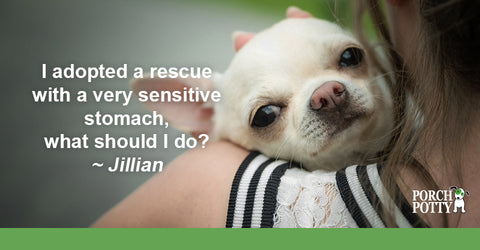 Jillian's dog suffers from a sensitive stomach.