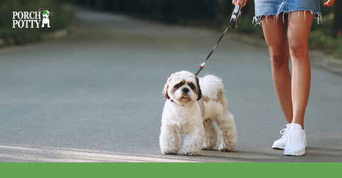 A white shih tzu puppy is on a leash beside its owner's legs