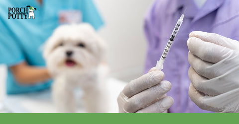 A vet in lavender scrubs is preparing a needle to vaccinate a white shih tzu