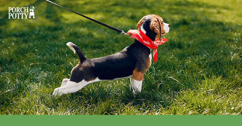 A beagle puppy on a leash and collar stretches on the grass