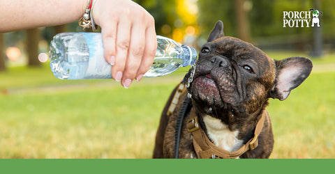 A French bulldog is offered water from a water bottle