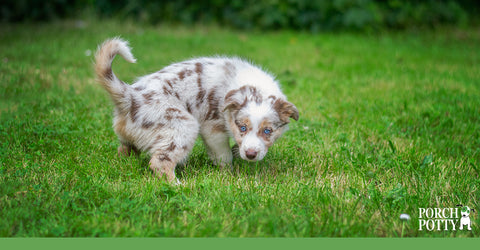 If you see your puppy begin to squat indoors, hurry them to their potty spot immediately, so they can finish there.