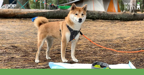 The Shiba Inu is one of the most popular breeds in Japan.