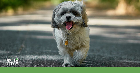 Shih Tzu is derived from the Latin word for "Little Lion".