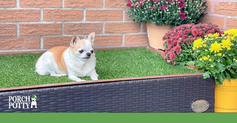 Getting up and down stairs gets harder as our dogs age. A dog potty can help them maintain independence while providing them a safe place to eliminate.