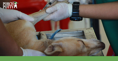 For many canine illnesses, vaccinations are their best chance at combating the disease.