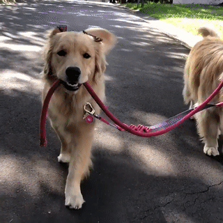 dog walkers, dog chewing leash, dog walk slow