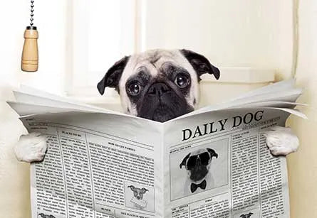 Dog with a newspaper