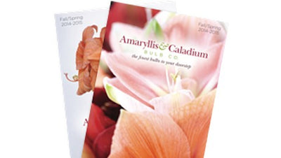 Amaryllis Bulbs, Amaryllis Flower Bulbs - Amaryllis Bulb Company – Amaryllis  & Caladium Bulb Company