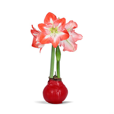 can i save a waxed amaryllis bulb