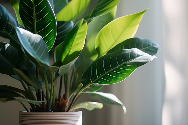 Indoor Plants with shiny leaves, why shiny leaves matter