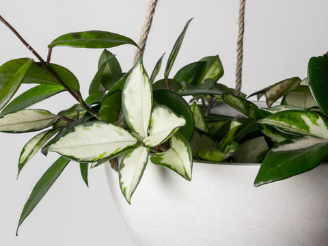 indoor plant in hanging planter