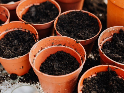 soil mixes for repotting plants