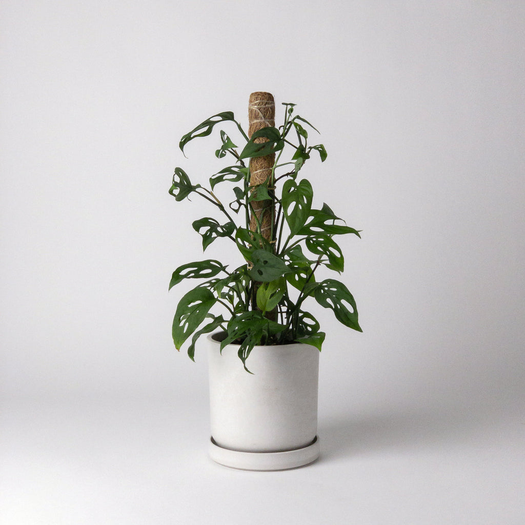 Kanso Designs Coco Coir Pole For Plant Denver Florist - Moss Pink