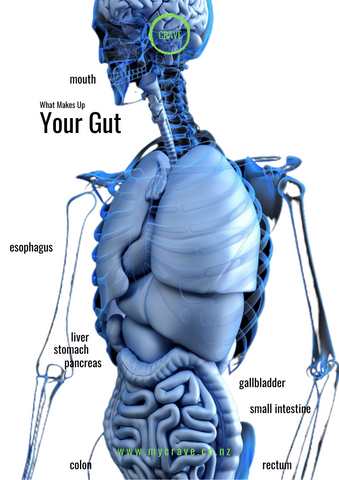 Your Gut