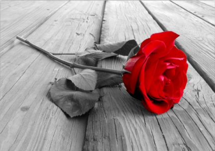 roses rouges symbole passion et amour