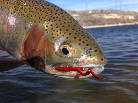 Echo Fly Rods Decal Sticker Fly Fishing Trout Rainbow Brown Red Ross Reels