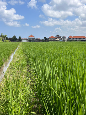 Bali Rice Fields