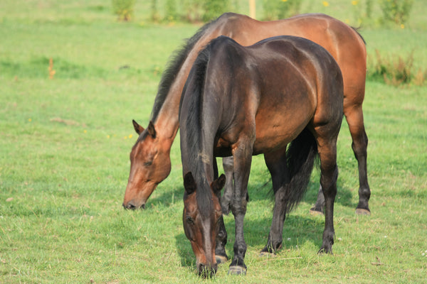 Healthy Horses in the Pasture