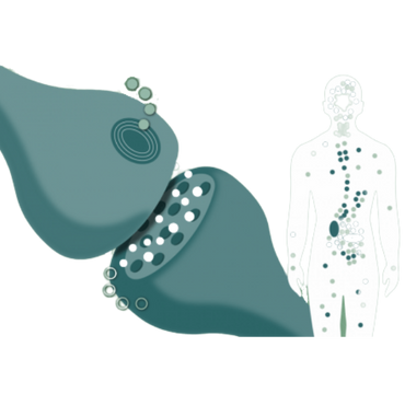 Hva er endocannabinoid-systemet?