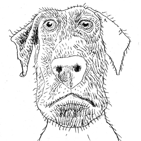 DogSketch