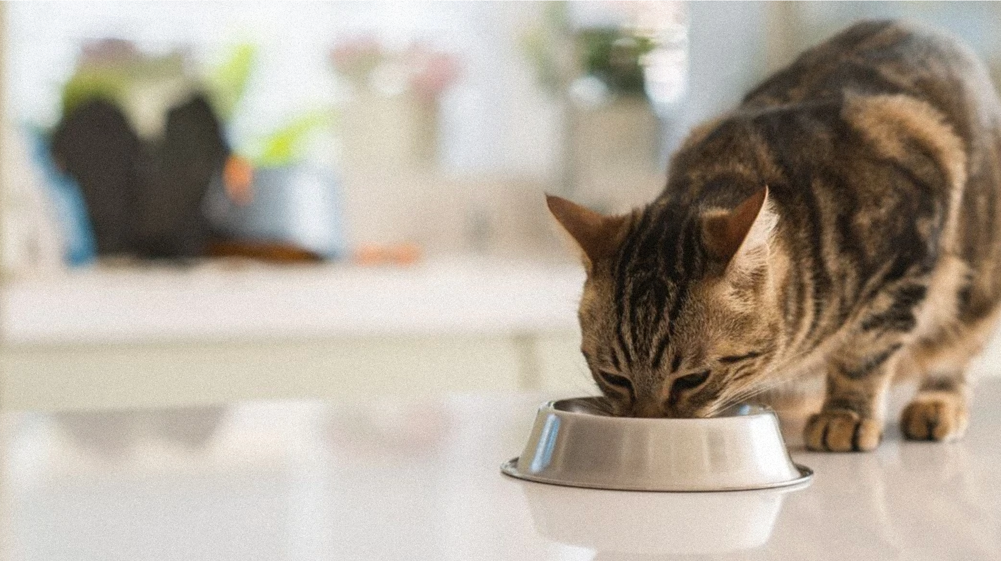 Tout sur les besoins nutritionnels et l'alimentation du chat