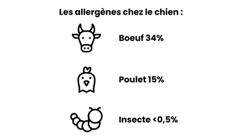 Les allergènes chez le chien