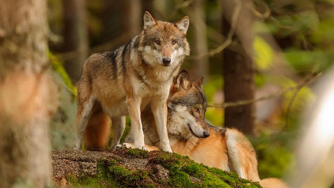 loup-ancetre-chien