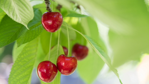 La cerise est un aliment nocif pour chien