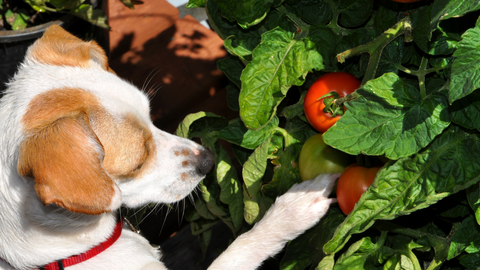 La tomate un faux ami pour nos chiens