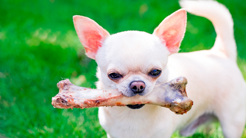 Déconseillé de donner des os cuits à votre chien