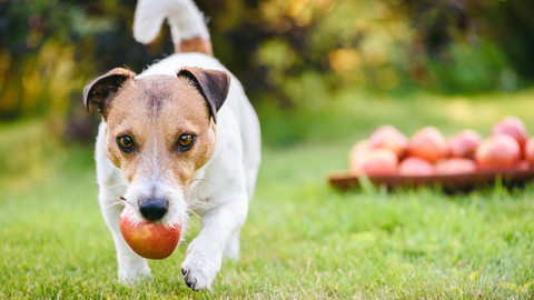 La pomme est un aliment toxique pour chien