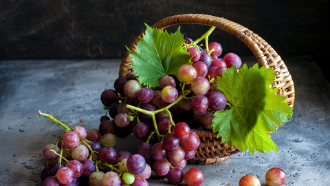 Aliment dangereux chien : le raisin et raisins secs