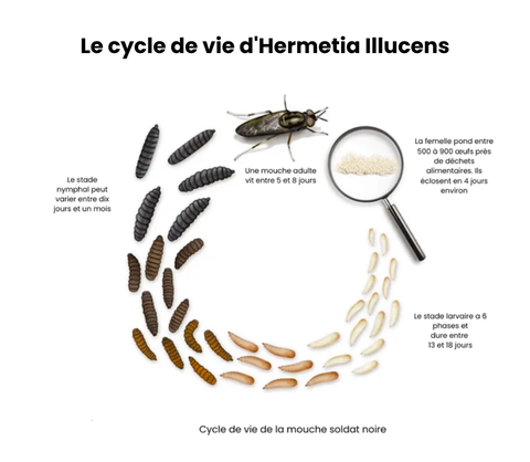 cycle de vie insecte