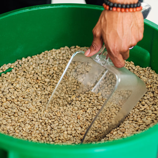 A bucket of green coffee, with a clear plastic scoop inside