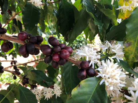 Dark maroon coffee cherries in a cluster, surrounded by bright white coffee blossoms and dark green leaves