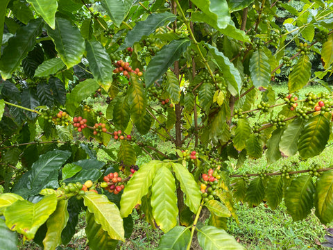 Pink and green coffee fruits stand out against green and pale green leaves of the coffee plant.