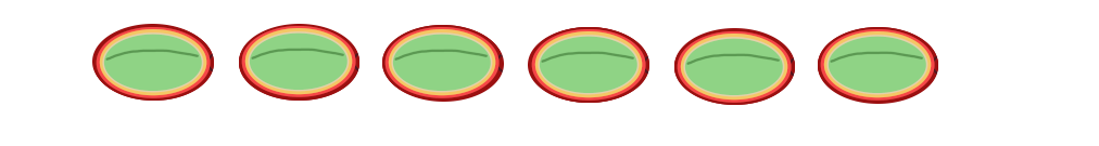 A line of six coffee seeds, illustrated with all their layers