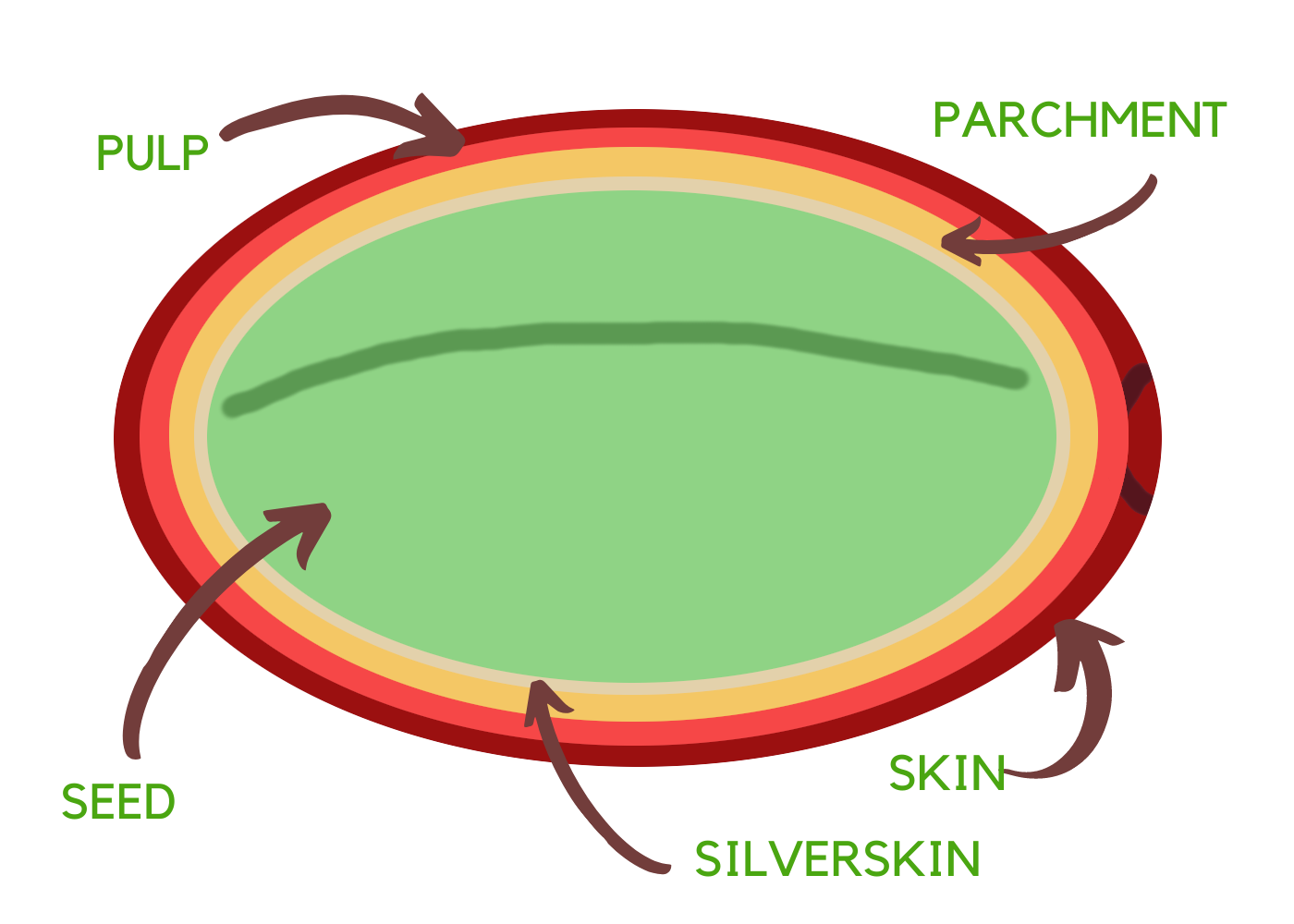 an illustration of all the layers from the previous paragraph-- skin, pulp, parchment, and silverskin