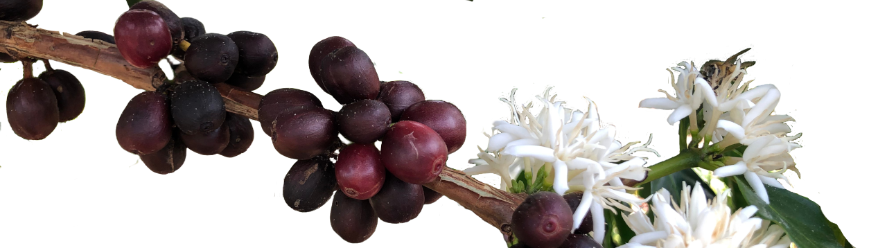 A coffee branch with clusters of ripe coffee cherries next to clusters of coffee blossoms