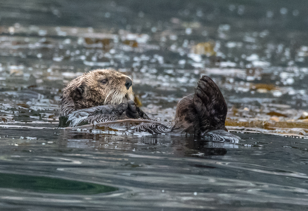 Loutre de mer se prélasse dans un lit de varech