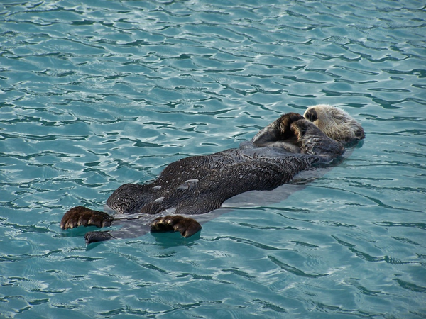 loutre de mer qui nage sur le dos