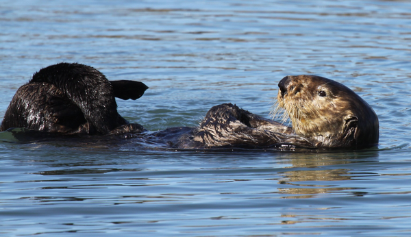 Loutre de mer faisant sa toilette en frottant leurs nageoires et pattes antérieures