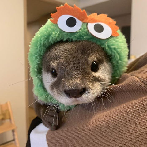 Photos De Bebes Loutre Pour Te Faire Sourire Petite Loutre