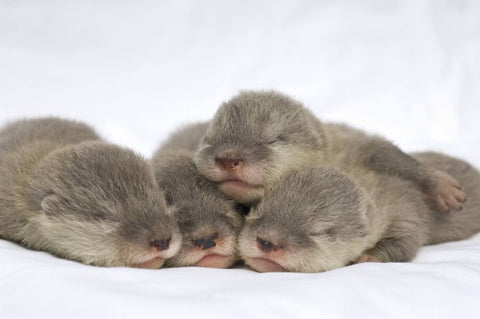 Photos Bebe Loutre Pret A Etre Imprime, 46 000+ photos de haute